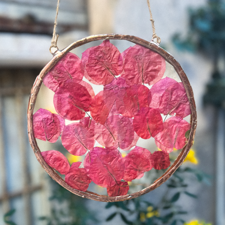 Bougainvillea