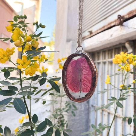 Bougainvillea