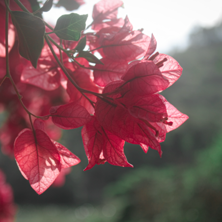 Bougainvillea