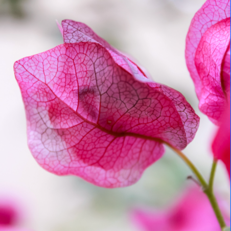 Bougainvillea