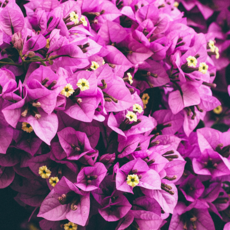 Bougainvillea