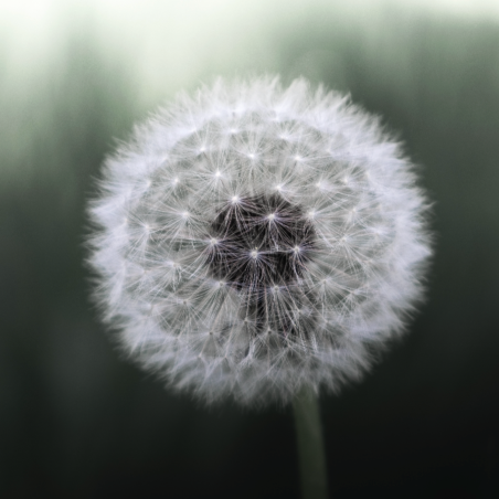 Dandelion