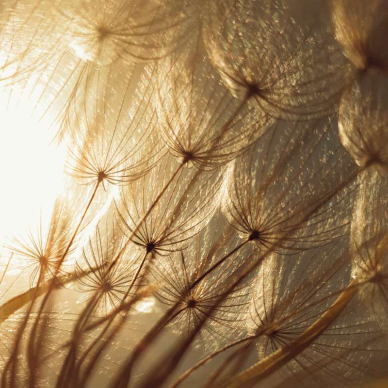 Dandelion