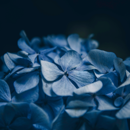 Hortensia