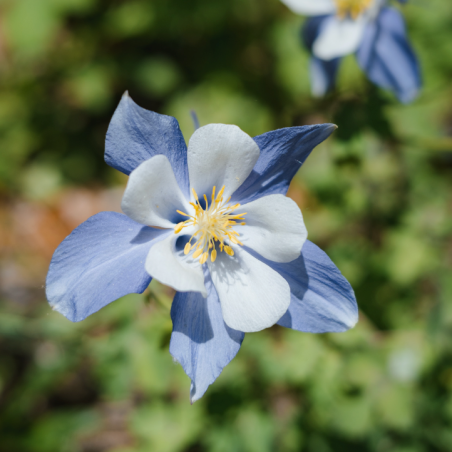 Columbine