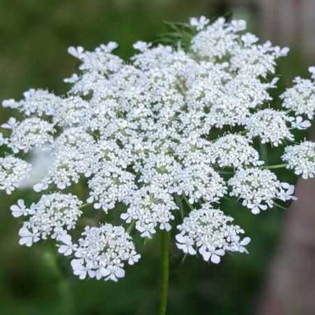 Queen Anne's Lace